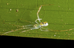 Thwaitesia nigronodosa