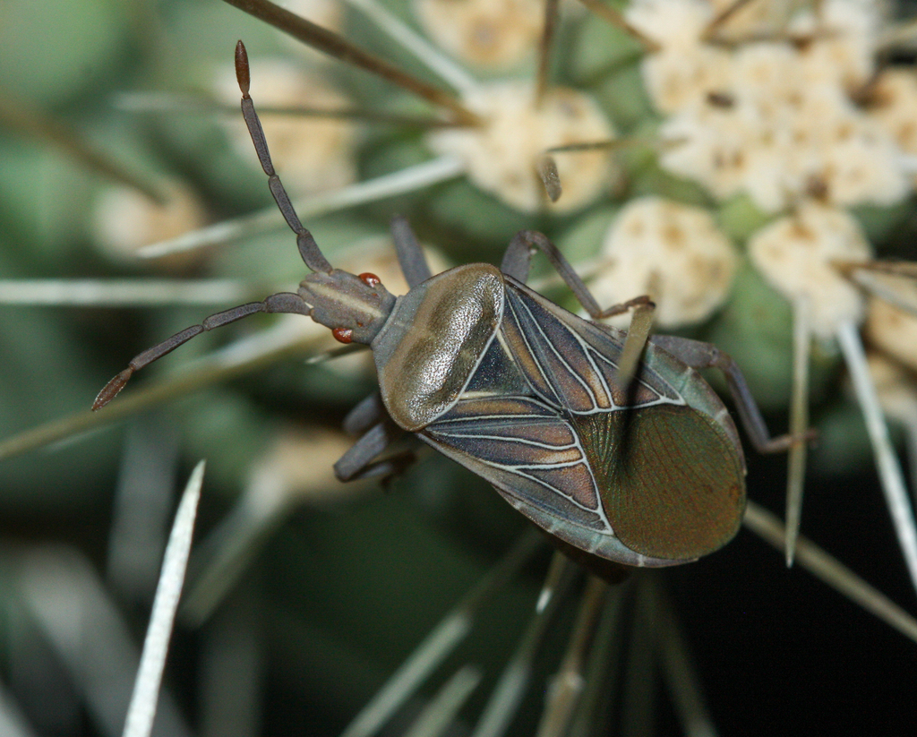 Chelinidea hunteri