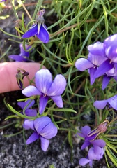 Viola decumbens