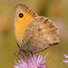 Dusky Meadow Brown - Photo (c) Roberto Sindaco, some rights reserved (CC BY-NC-SA), uploaded by Roberto Sindaco