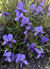 Viola decumbens