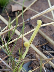 Pteris platyzomopsis