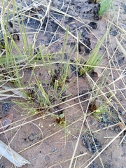 Pteris platyzomopsis