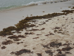 Sargassum natans