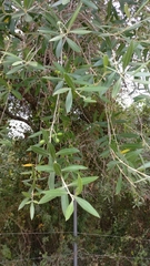 Olea europaea