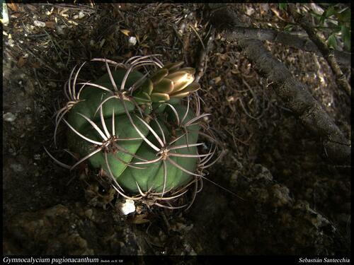 Gymnocalycium pugionacanthum