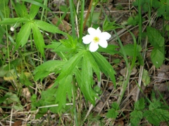Anemonastrum dichotomum