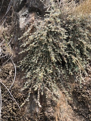 Acmispon argophyllus