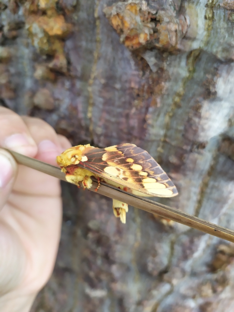 Citheronia hambahiana