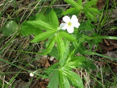 Anemonastrum dichotomum