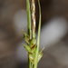 Ross's Sedge - Photo (c) Tyler Smith, some rights reserved (CC BY-NC)