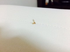 Crematogaster osakensis