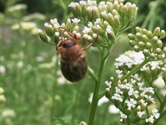 Amphimallon solstitiale