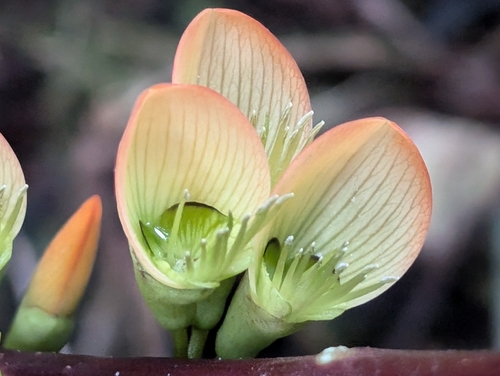 Erythrina edulis (Erythrina edulis)