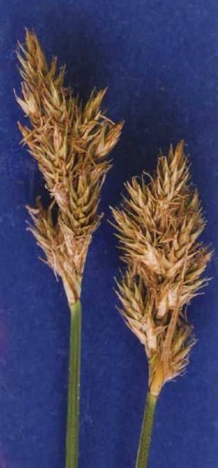 Carex specifica