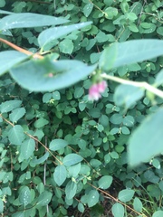 Symphoricarpos albus