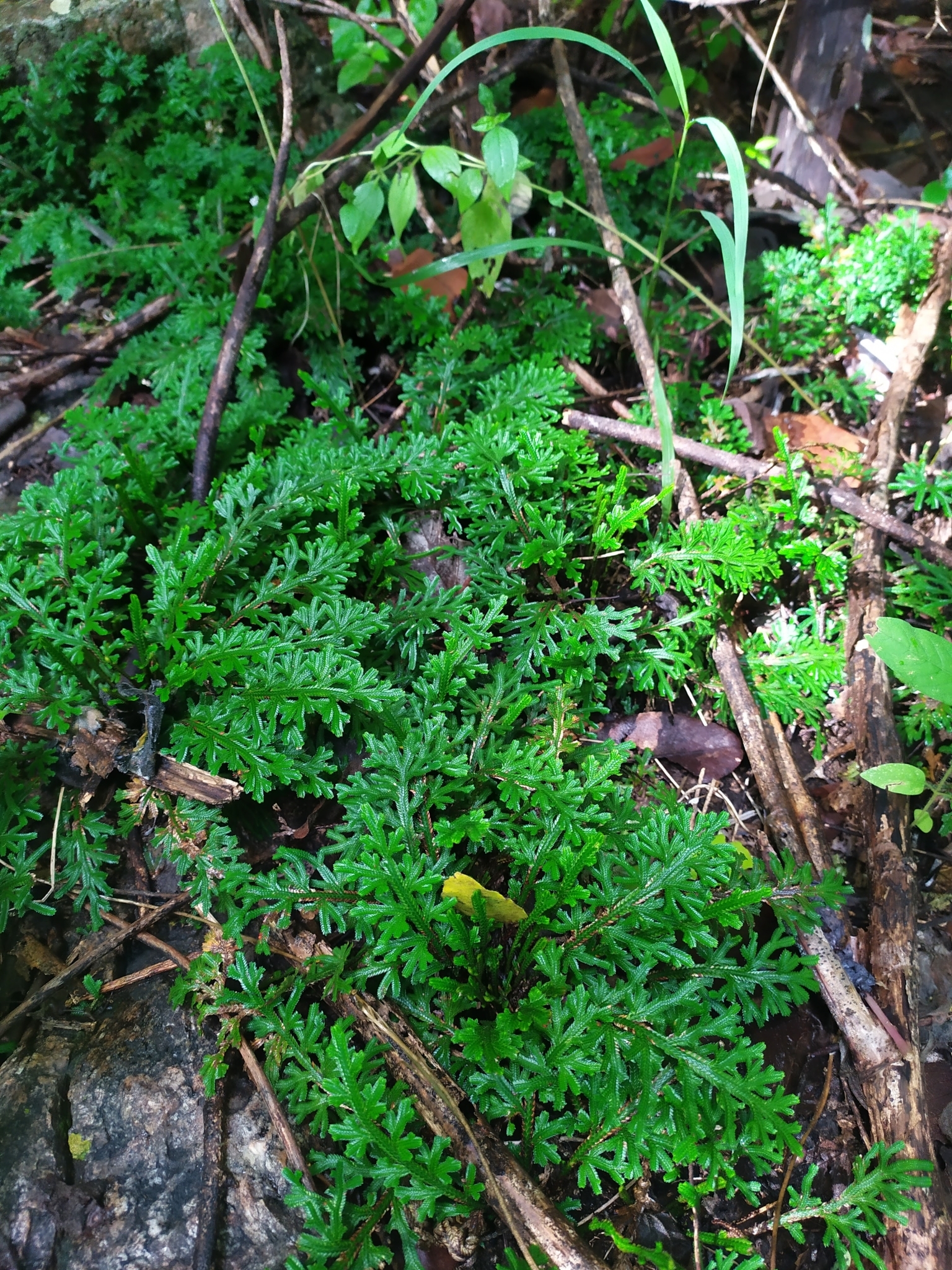 Selaginella convoluta