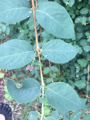 Symphoricarpos albus