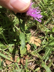 Centaurea jacea
