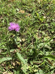 Centaurea jacea