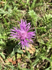Centaurea jacea