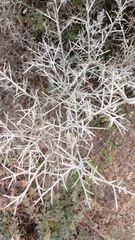 Magnoliopsida