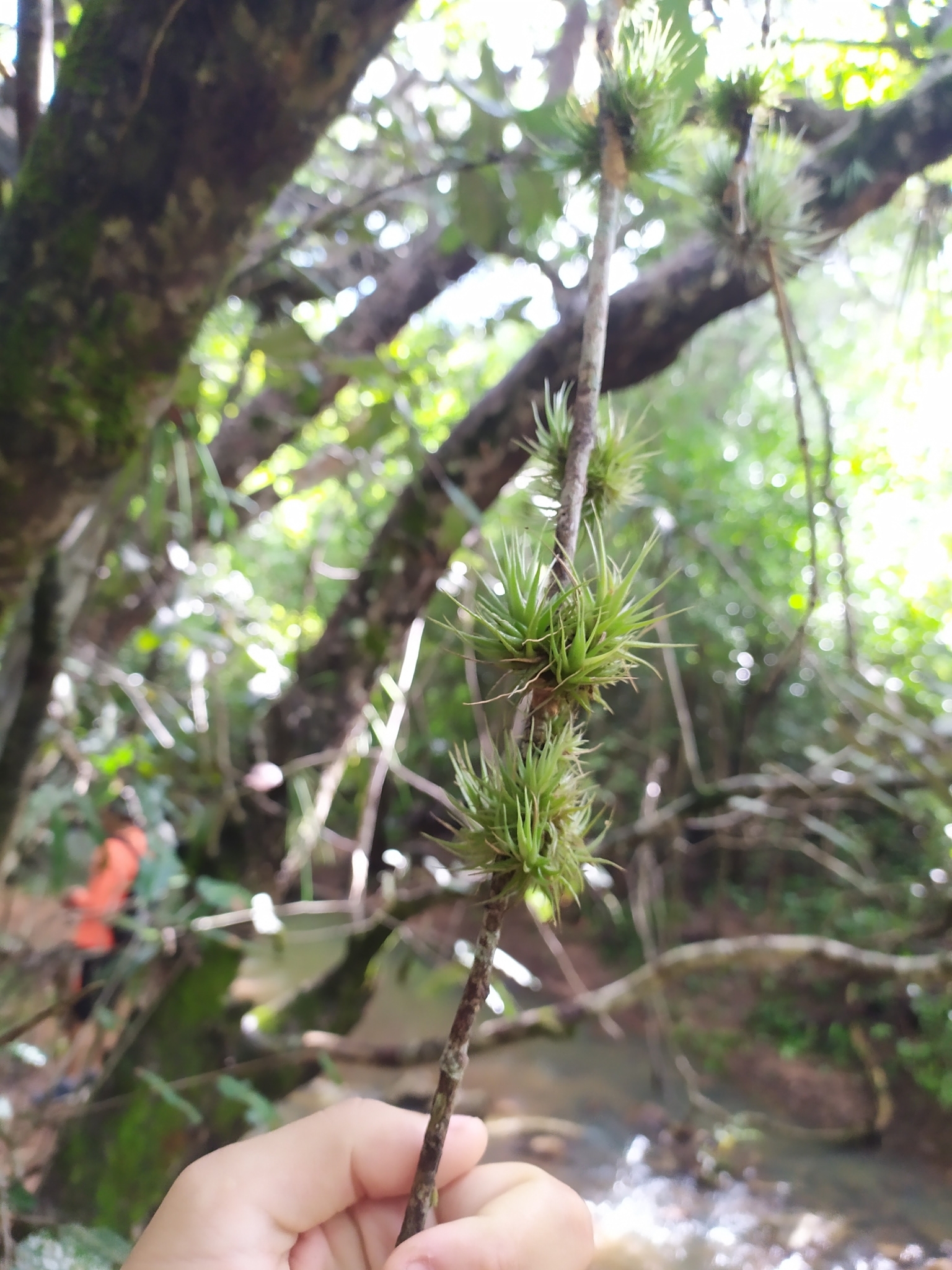 Tillandsia loliacea