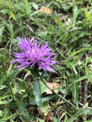 Centaurea jacea