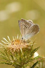 Polyommatus daphnis