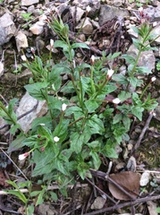 Epilobium amurense
