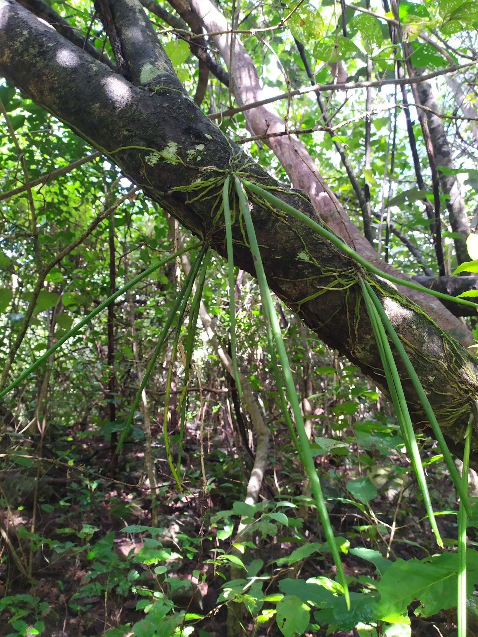 Trichocentrum caatingaense