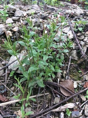 Epilobium amurense