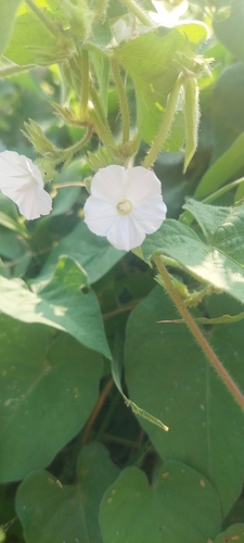Image of Ipomoea biflora by (c) 蔡麗玲, some rights reserved (CC BY)
