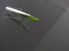 Tropidomantis gressitti