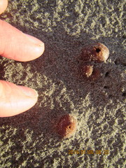 Peziza oceanica