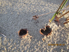 Peziza oceanica