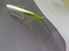 Tropidomantis gressitti