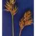 Carex straminiformis - Photo Hurd, E.G., N.L. Shaw, J. Mastrogiuseppe, L.C. Smithman, and S. Goodrich., sem restrições de direitos de autor conhecidas (domínio público)