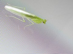 Tropidomantis gressitti