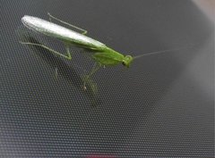 Tropidomantis gressitti