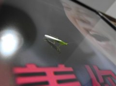 Tropidomantis gressitti