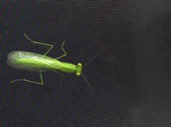 Tropidomantis gressitti