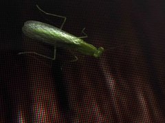 Tropidomantis gressitti