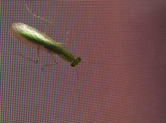 Tropidomantis gressitti