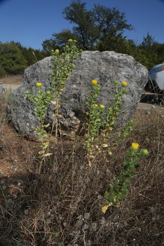 Image of Curlytop Gumweed (Grindelia nuda) by (c) Reid Hardin, some rights reserved (CC BY)