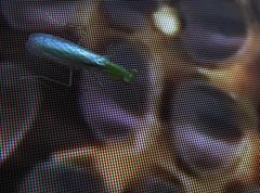 Tropidomantis gressitti