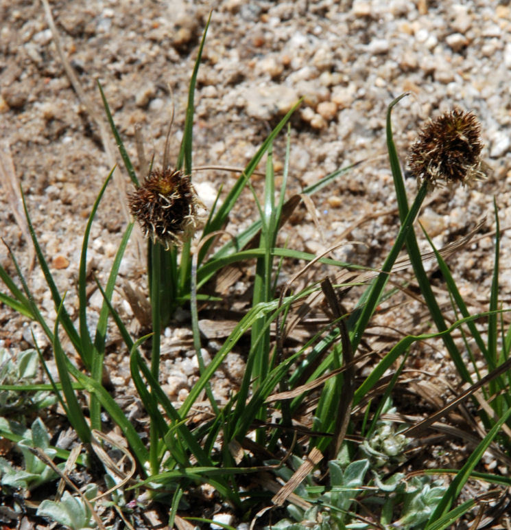 Carex vernacula