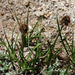 Carex vernacula - Photo (c) 2010 Barry Breckling, μερικά δικαιώματα διατηρούνται (CC BY-NC-SA)