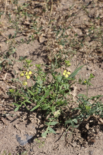 Sisymbrium septulatum