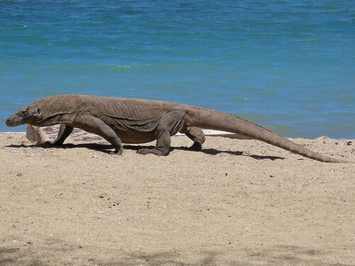 Komodo Dragon — seen at this dive site